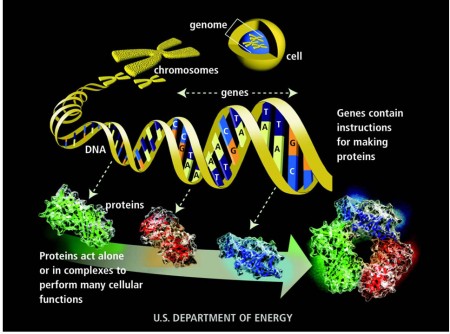 How a protein is made from instructions contained in a gene