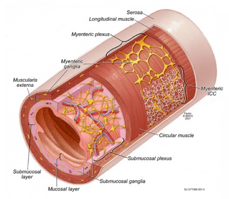 Illustration of Interstitial Cells of the Gut