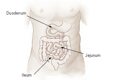 stomach and small intestine diagram