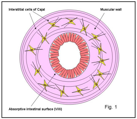 cells of Cajal1