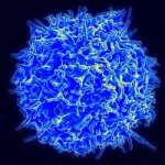 healthy-t-cell