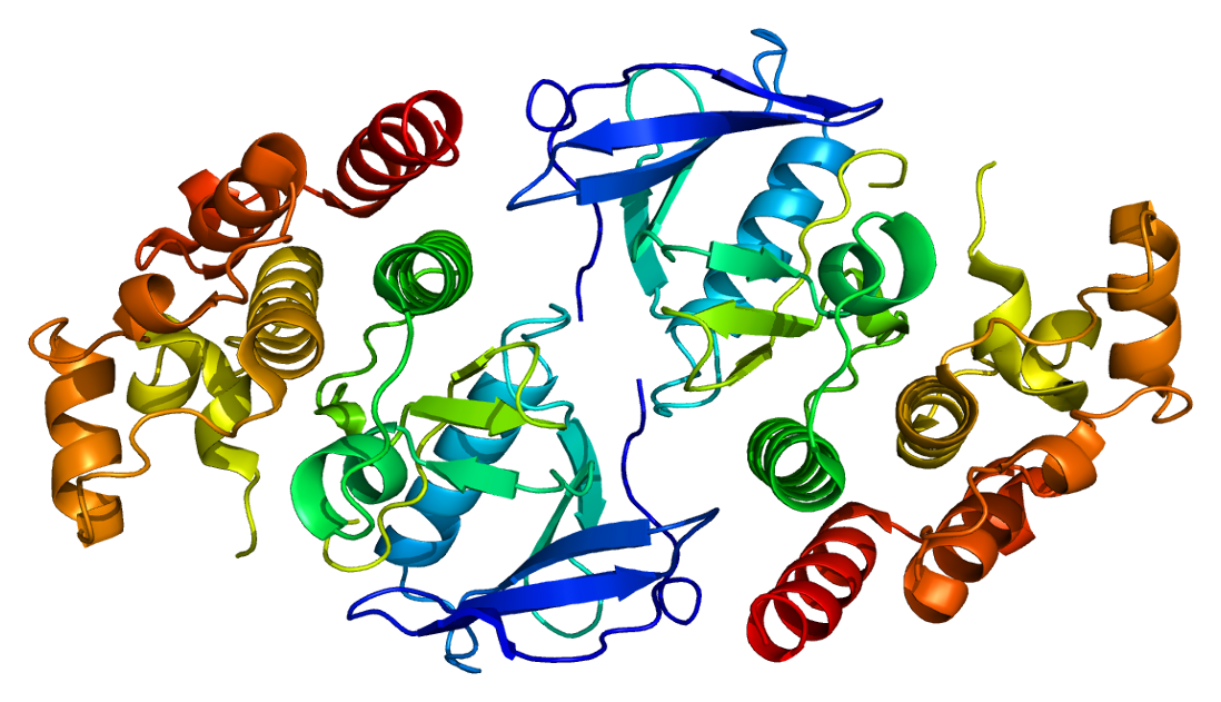BRAF Protein