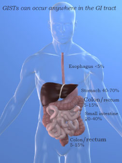 The Gastrointestinal Tract