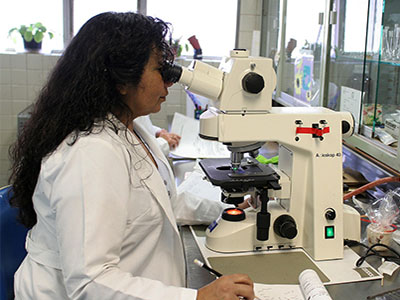 Pathologist working at microscope