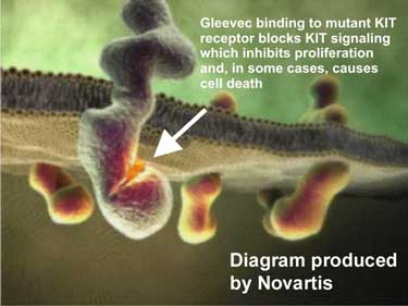 Gleevec binding to mutant KIT receptor blocks KIT signaling which inhibits proliferation and , is some cases, causes cell death.