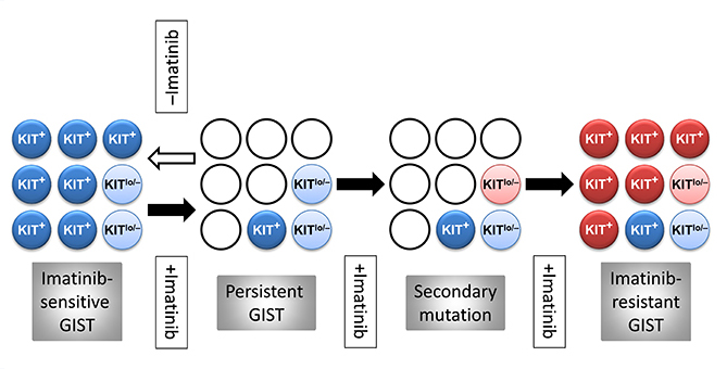 Figure 1. Hypothetical stem cell model of GIST persistence and acquired therapy resistance. Light blue circles: KIT-independent precursors carrying imatinib-sensitive KIT mutation but expressing very little or no KIT protein (KITlow/–). Dark blue circles: KIT+ cells arising from the KITlow/– cells carrying imatinib-sensitive KIT mutation. Open circles: dead cells. Pink circles: KITlow/–, KIT-independent precursors with acquired secondary imatinib-resistant mutation. Red circles: KIT+ cells differentiated from the KITlow/– precursors with secondary imatinib-resistant mutation. Filled arrow: imatinib treatment. Open arrow: cessation of imatinib treatment.