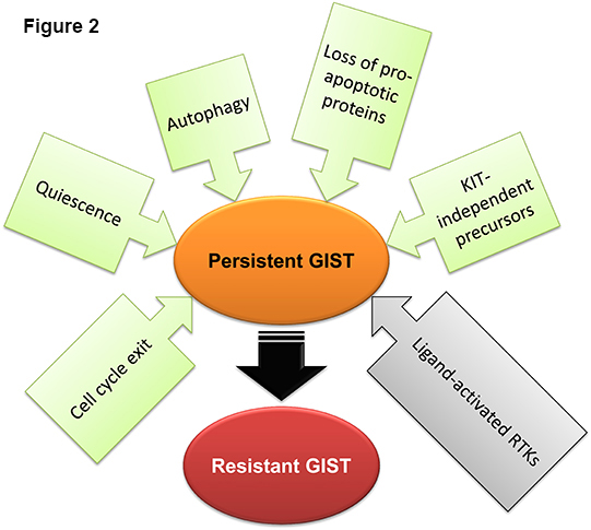 Figure 2. Mechanisms of disease persistence in GIST. Green and gray boxes signify cell-autonomous and microenvironmental mechanisms, respectively. 