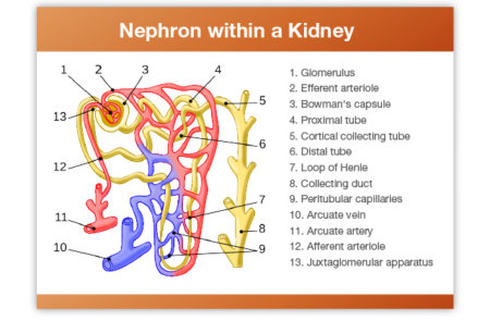 Nephron within a kidney 1. Glomerulus 2. Efferent arteriole 3. Bowman's capsule 4. Proximal tube 5. Cortical collecting tube 6. Distal tube 7. Loop of Henle 8. Collecting duct 9. Peritubular capillaries 10. Arcuate vein 11. Arcuate artery 12. Afferent arteriole 13. Juxtaglomerular apparatus